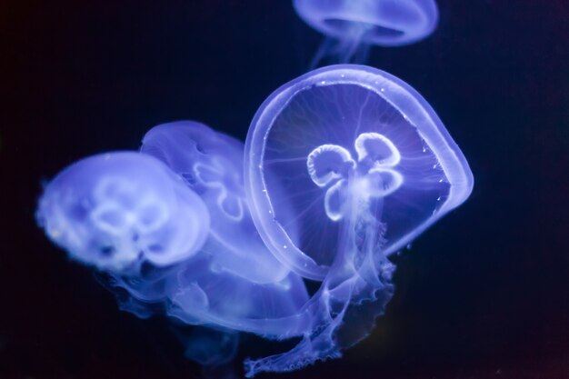 Различия в образе жизни полипа и медузы: особенности, характеристики и адаптации